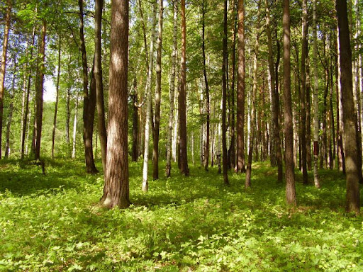 Закамский Бор
